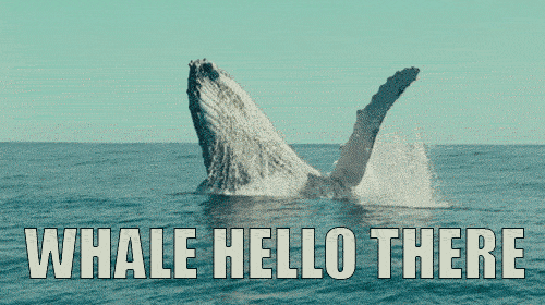 Whale Breaching Whale Hello There